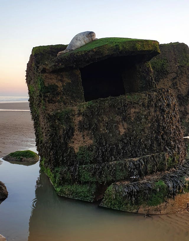 Stranded seal