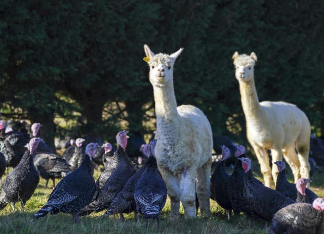 Alpacas guard turkeys on farm
