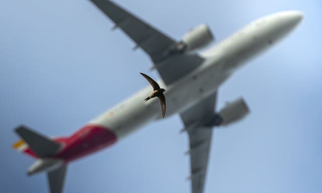 A swift flying, with a plane directly above it
