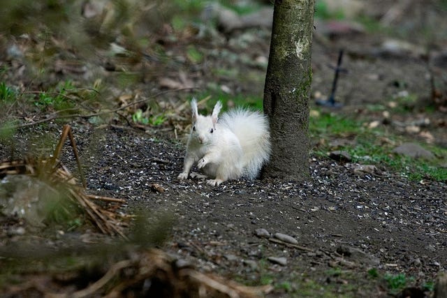 Rare white squirrel spotted