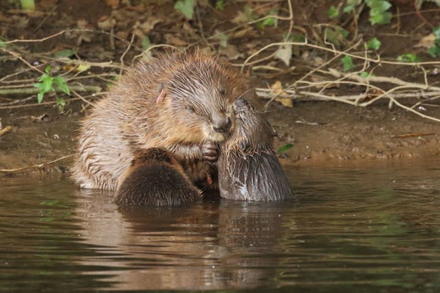 Beavers allowed to stay on River Otter