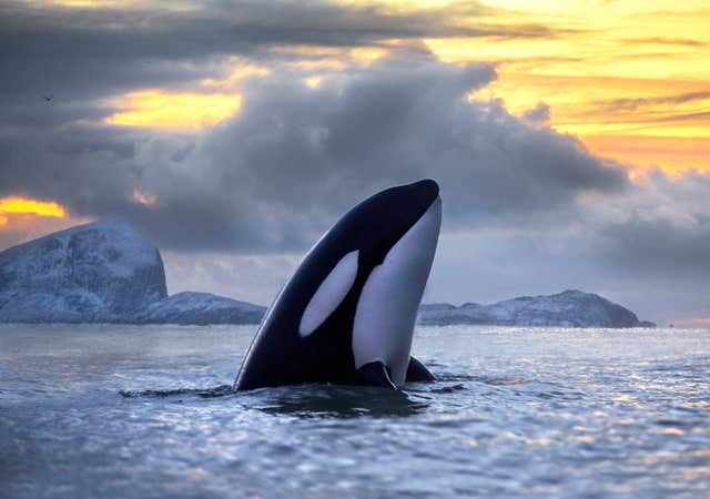 Killer Whales