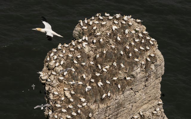 Seabirds at Bempton Cliffs