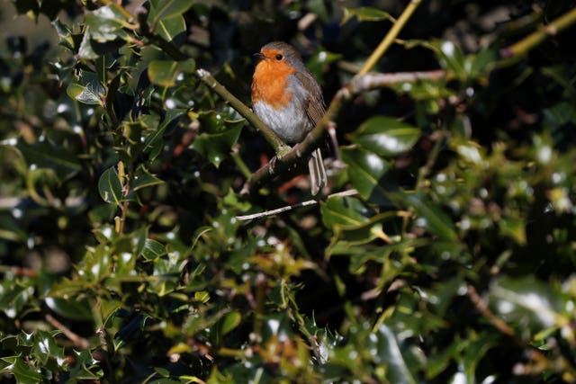 A robin was also out in the gardens