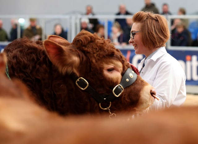 United Auctions’ Stirling Bull Sales