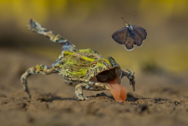 A frog with its mouth open lunging at a butterfly, which flies just above it