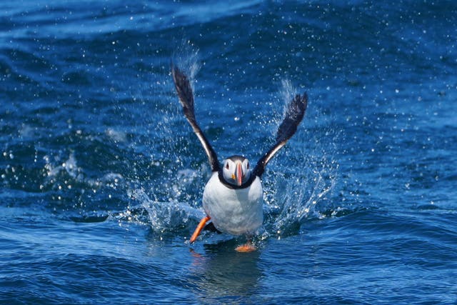 A puffin landing on water
