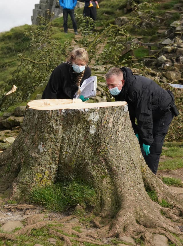 Forensic investigators at the felled Sycamore Gap tree