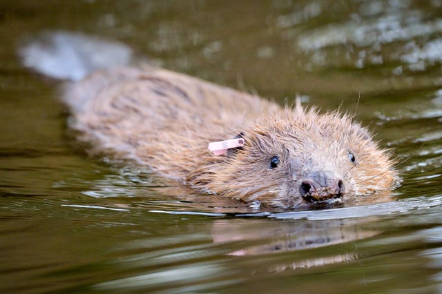 A beaver
