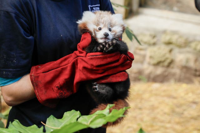 Red panda cub being held by a handler