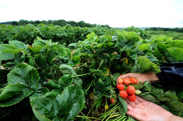 Strawberries left unpicked