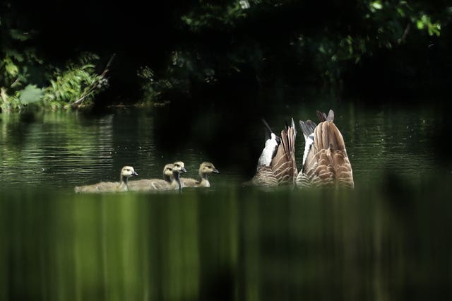 Geese in the river Darent, near Lullingstone Castle in Eynsford, Kent. (Yui Mok/PA)
