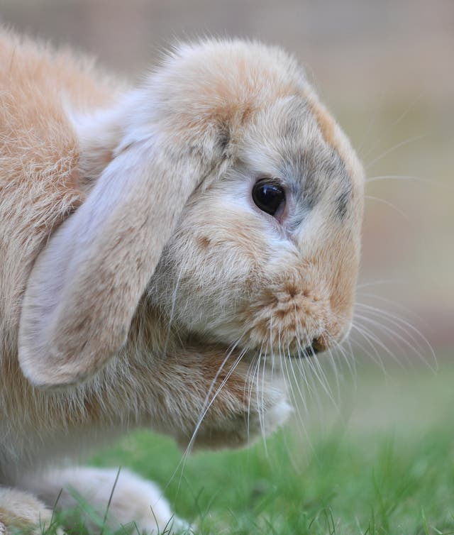 Rabbit stock