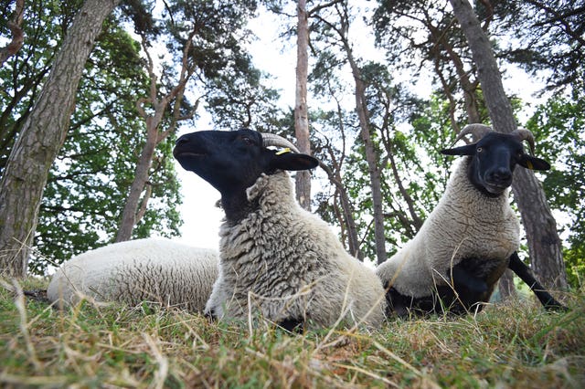 Hampstead Heath sheep