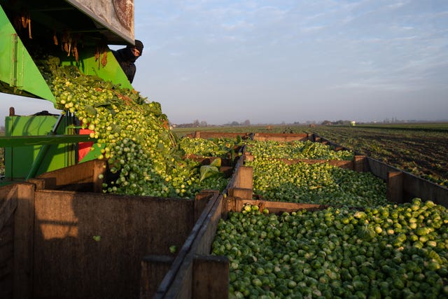 Brussels sprouts are harvested ahead of the busy Christmas period 