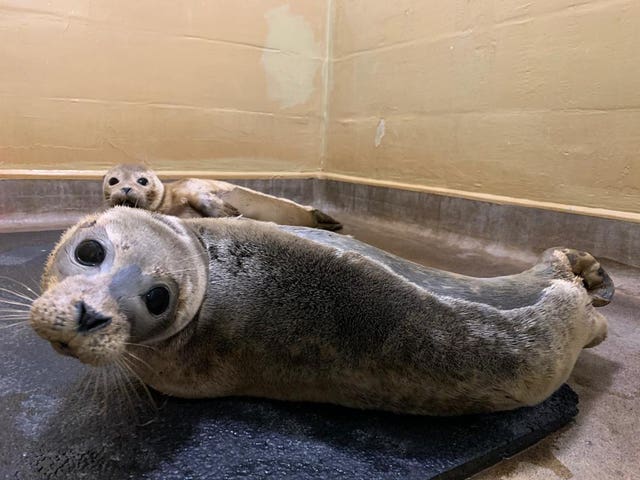 Seals enjoying a makeshift sauna