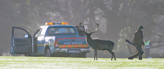 A deer cull is carried out in Phoenix Park