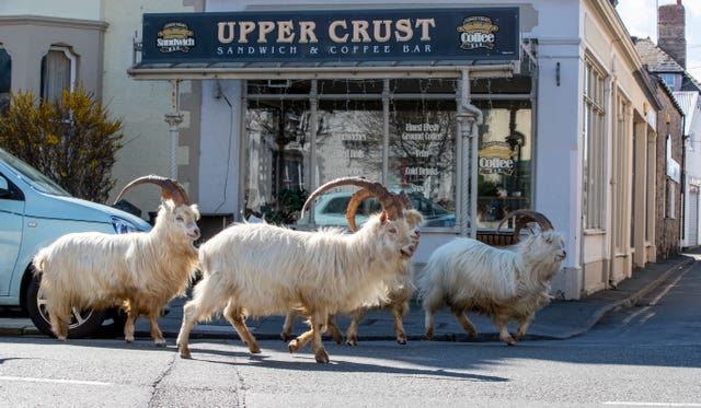 A herd of goats take advantage of quiet streets near Trinity Square, in Llandudno, north Wales (Peter Byrne/PA)