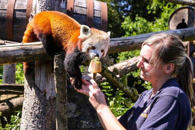 Keeper Samantha Allworthy gives an ice lolly treat to a red panda