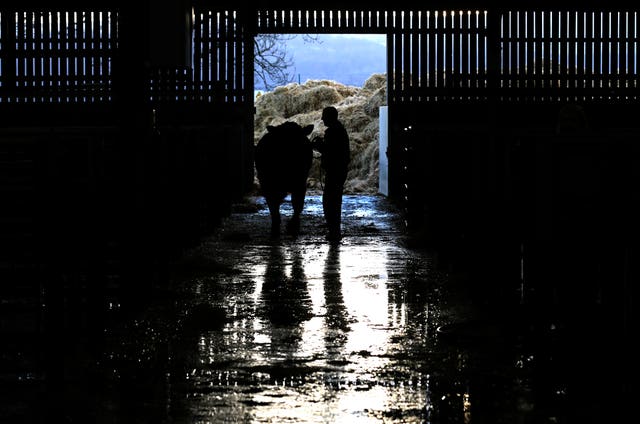 A bull is prepared for sale