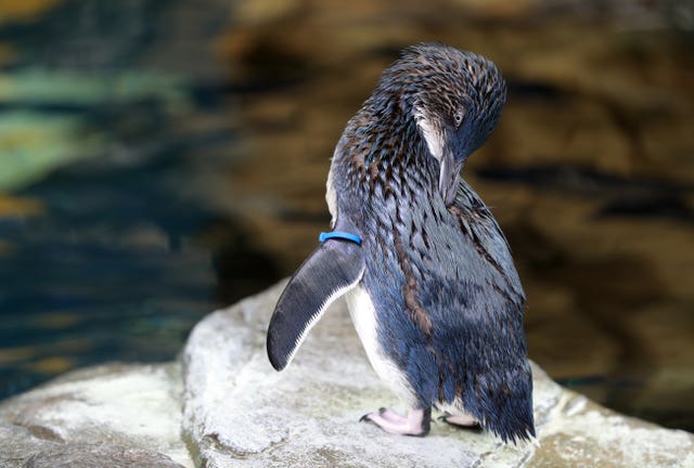 In New Zealand they are more often known as the little blue penguin or the blue penguin because of their plumage (Andrew Matthews/PA) 