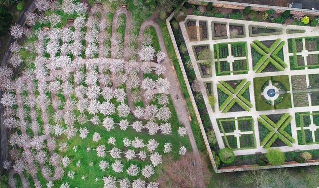 Blossom in Alnwick Garden