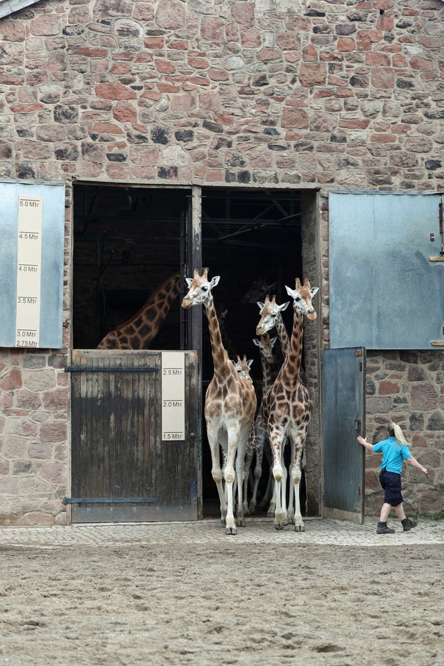 Giraffes at Chester Zoo