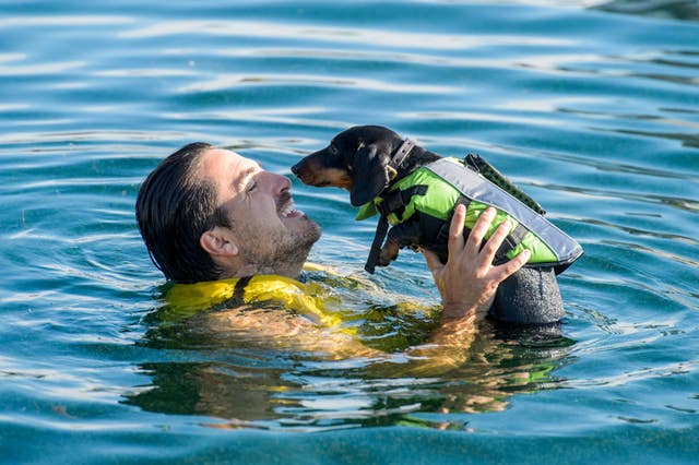 Swimming gala for dogs