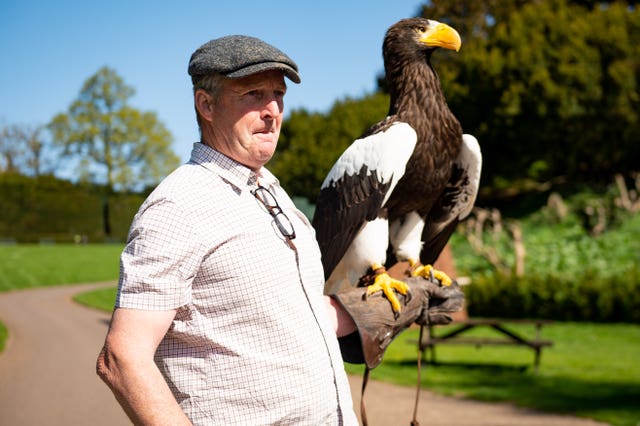 Head falconer Chris O’Donnell exercises a Steller’s sea eagle at Warwick Castle