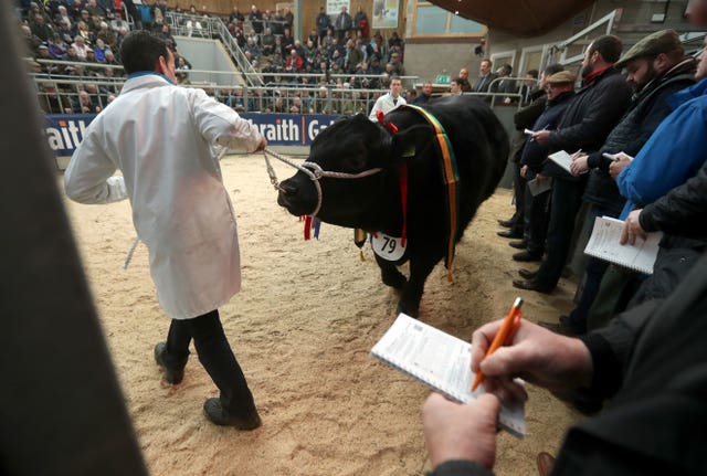 United Auctions’ Stirling Bull Sales