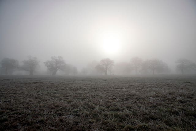 Frost and fog in Windsor Great Park, Berkshire