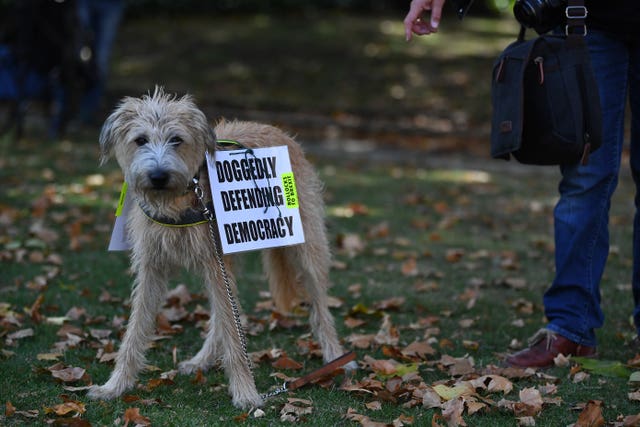Dog protester
