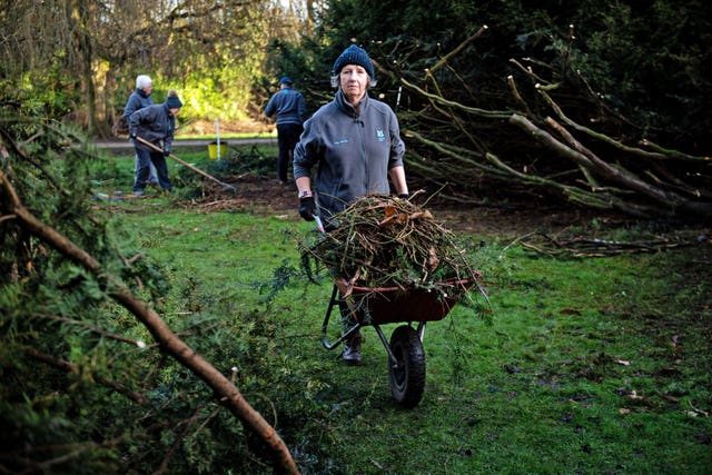 Volunteers taking part in the ‘Great Yew’ during the annual prune of the 400-year-old yew at the National Trust’s Shugborough Estate in Staffordshire. Jacob King/PA Wire