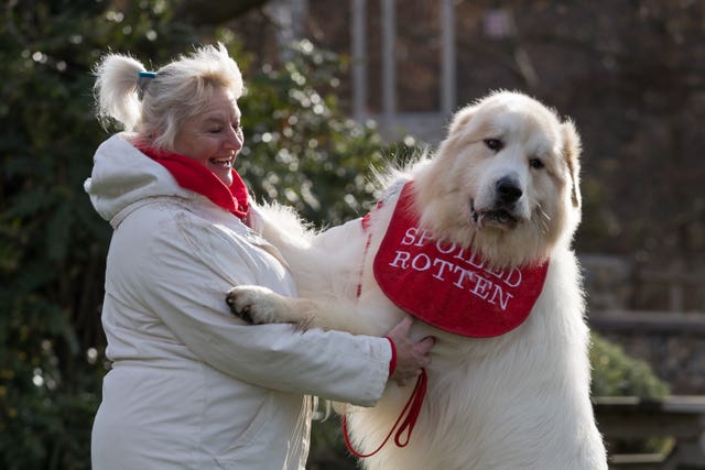 Pyrenean mountain dog Boris