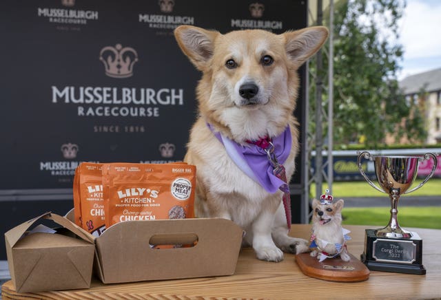 Georgie, winner of corgi derby