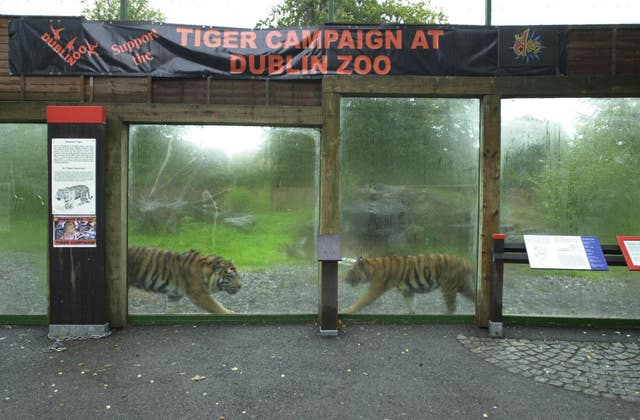 Tiger enclosure at Dublin Zoo