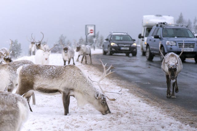 Reindeer stop traffic on a road near Aviemore