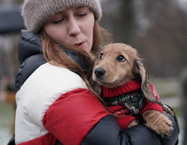 Christmas Sausage Dog Walk