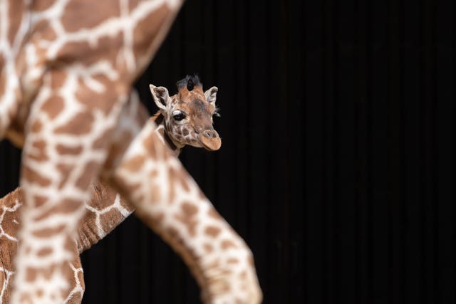 Margaret the giraffe