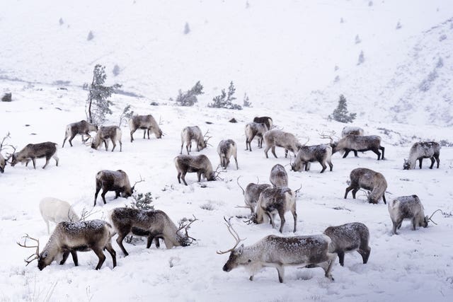 Reindeer of the Cairngorms near Aviemore
