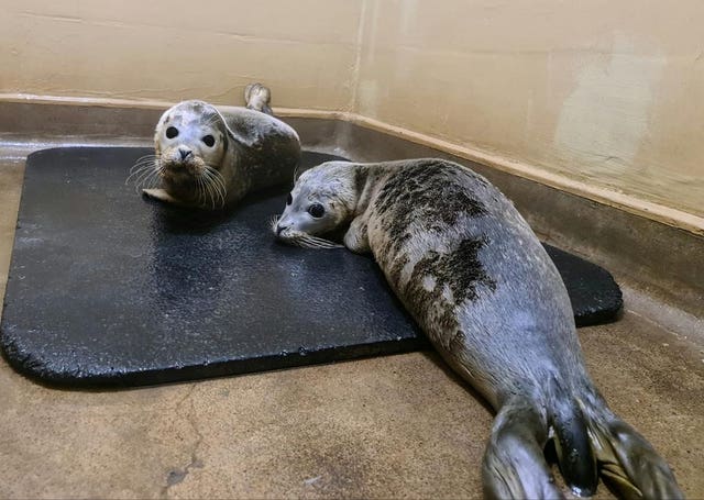 Seals enjoying a makeshift sauna