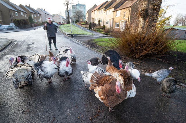 Christmas turkeys