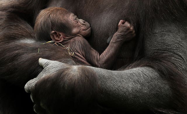 New baby gorilla at Dublin Zoo