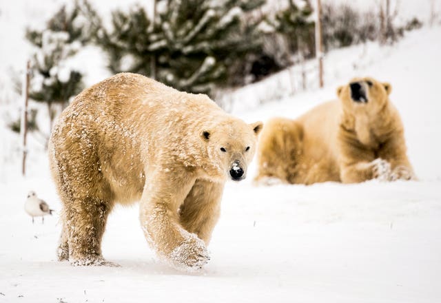 Polar bears Pixel (left) and Victor enjoy the snow at the Yorkshire Wildlife Park in Doncaster (Danny Lawson/PA)