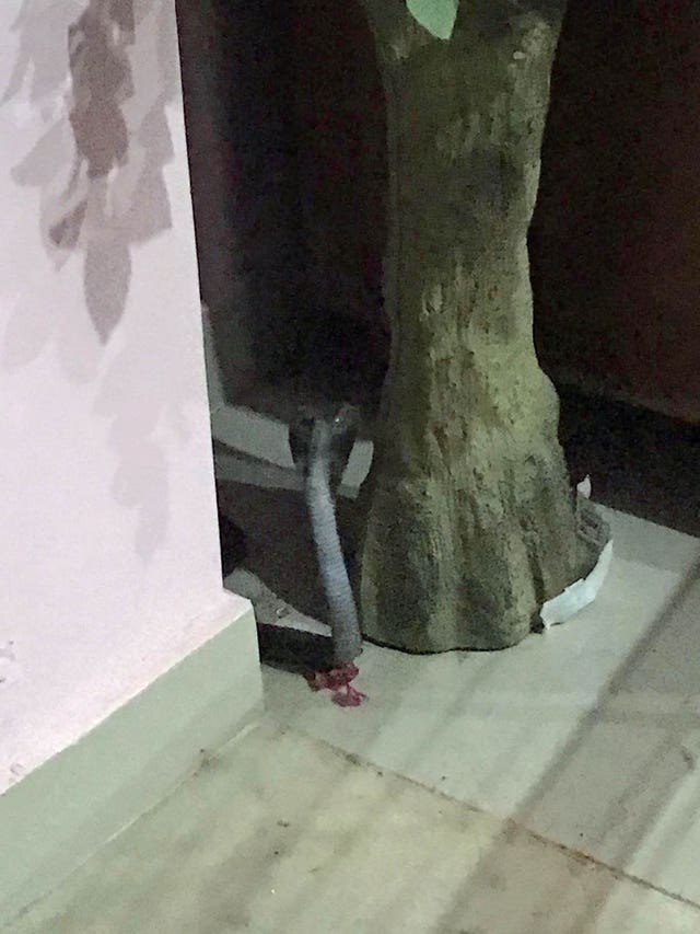 A king cobra