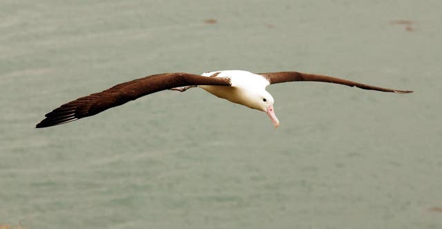Albatross