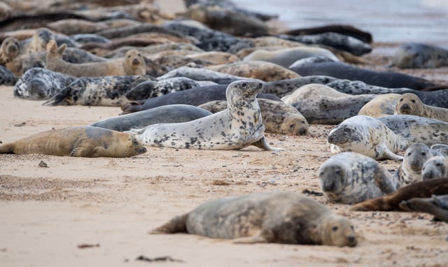 Seals