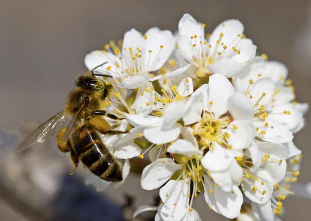 Apple blossom. (Thinkstock/PA)