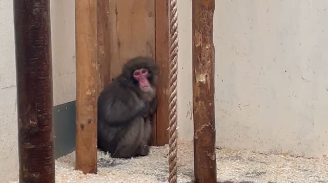 Monkey in enclosure