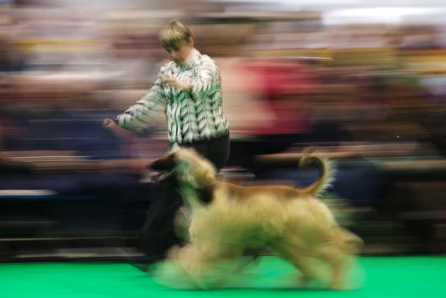 Crufts 2018